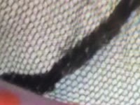 Animal sex clips of a slut